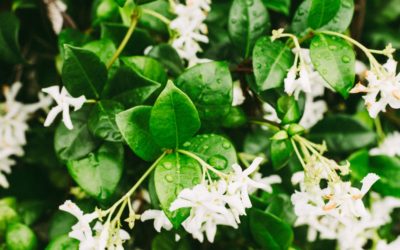 recette pétillant fleur de sureau