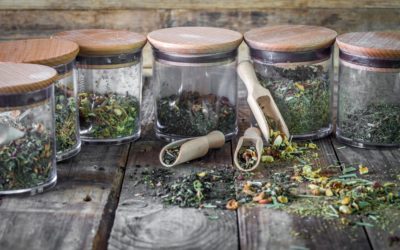 tisane plante sauvage