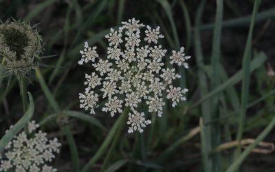 Daucus Sativus
