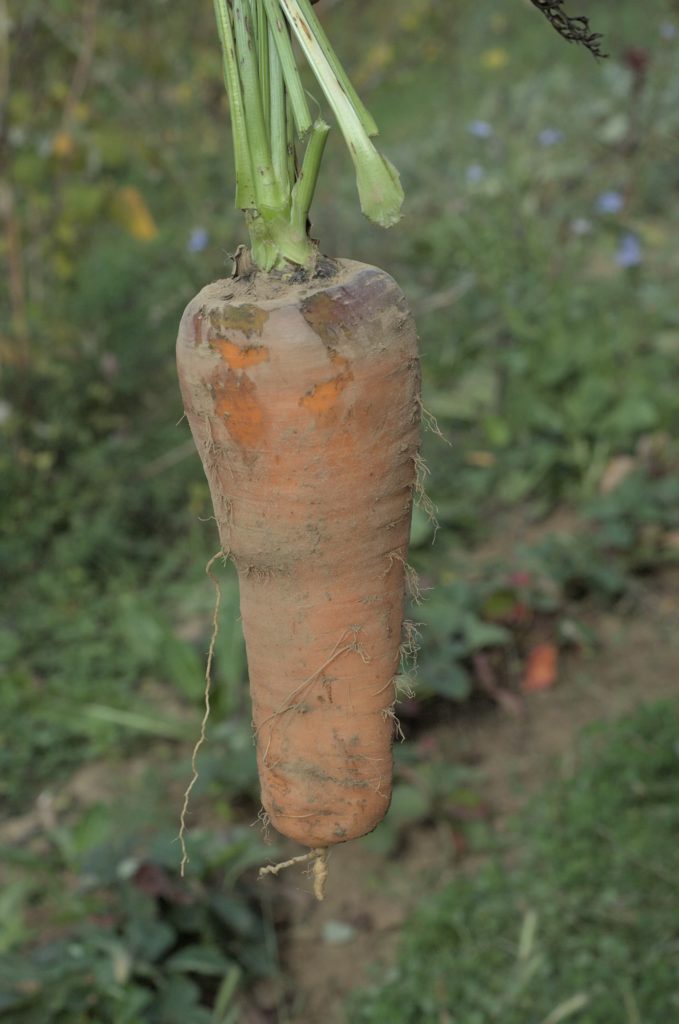 carotte sauvage