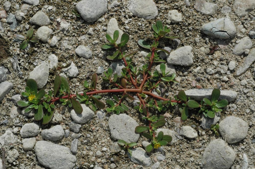 Portulaca oleracea pourpier