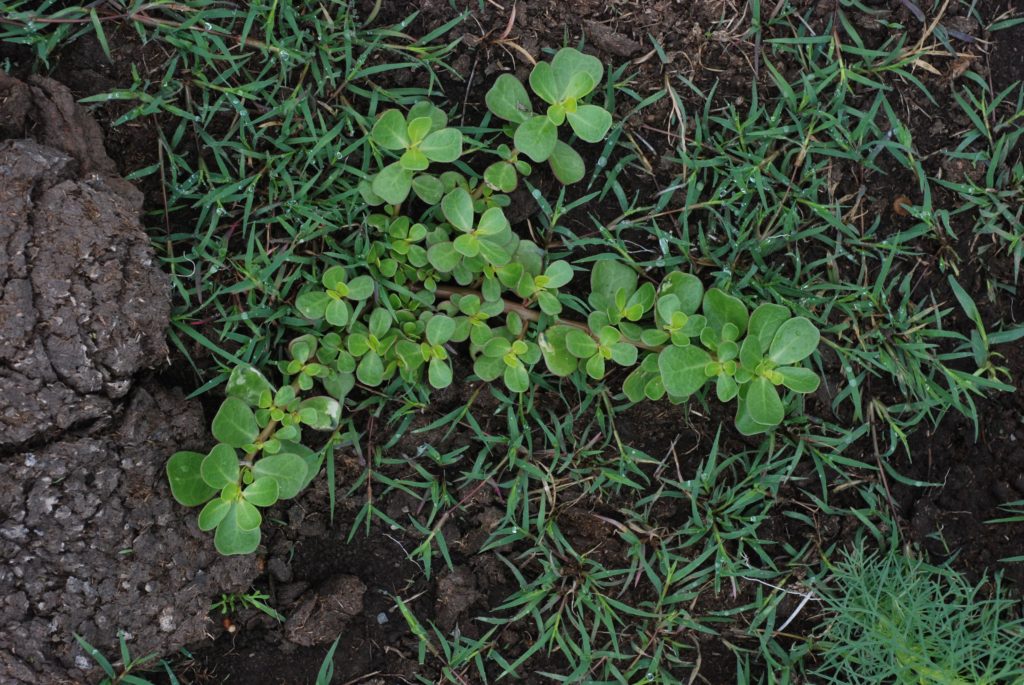 Portulaca oleracea pourpier