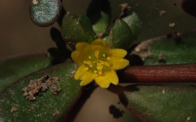 Portulaca oleracea pourpier