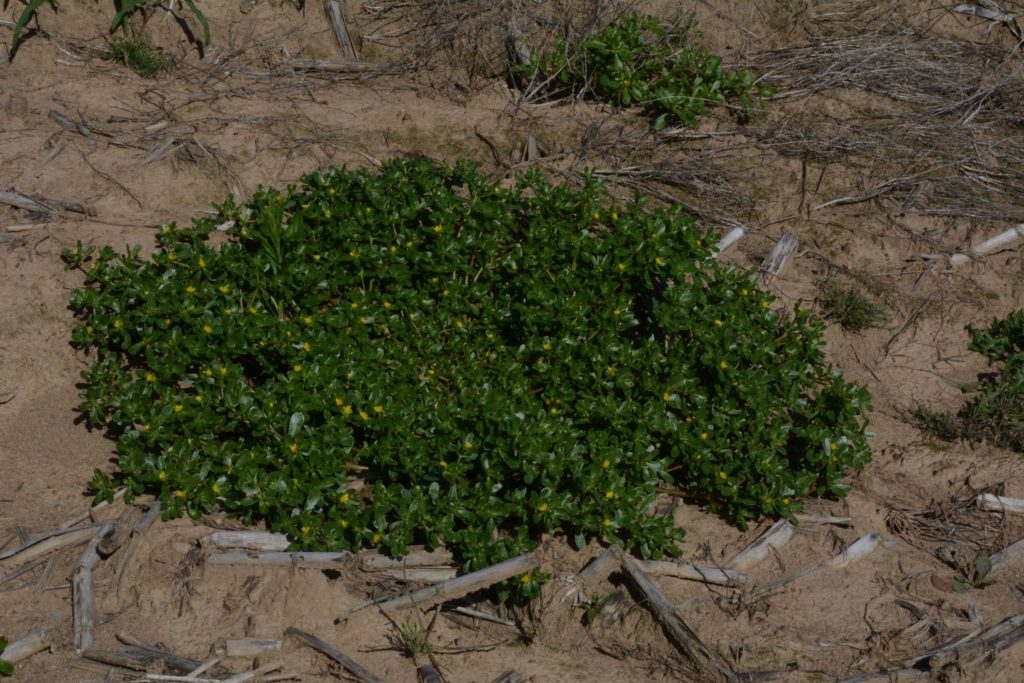 Portulaca oleracea pourpier