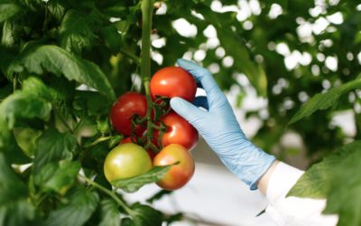 pesticides alimentation