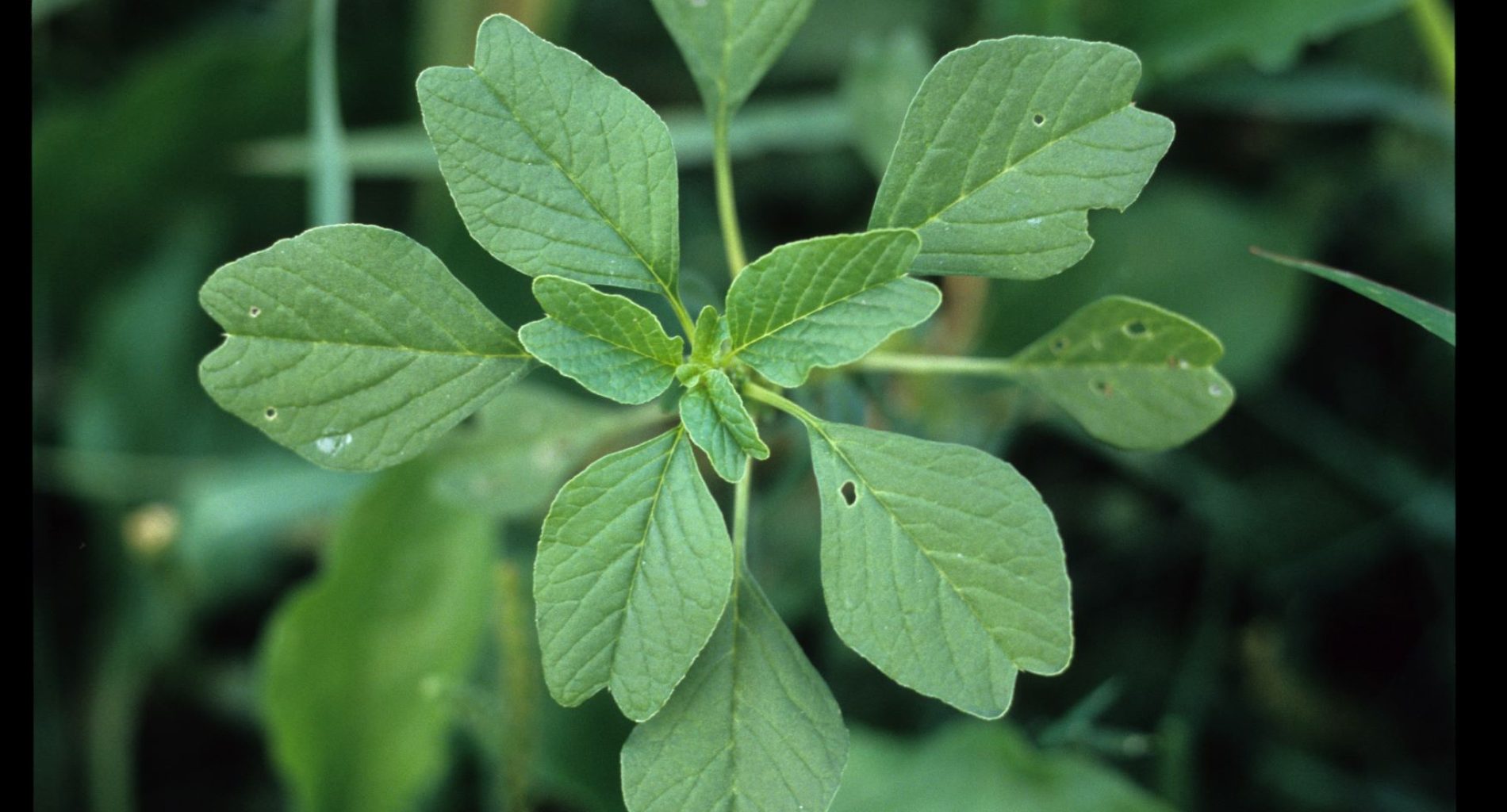Feuilles de l'amarante blette