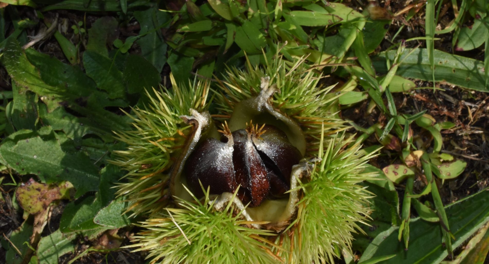 chataignier