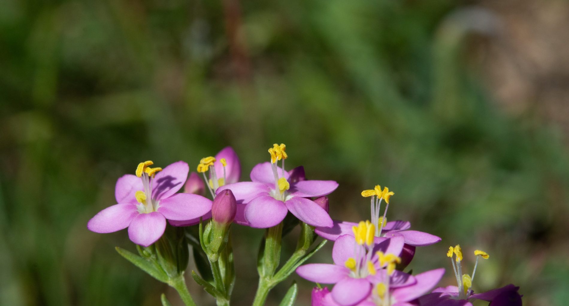 Centaurium erythraea - 0049-10 049 Marina d'Arje 20137 Porto Vecchio_45