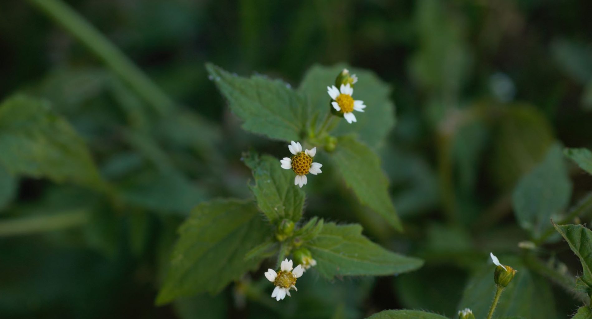 Galinsoga-quadriradiata-DSC_05961