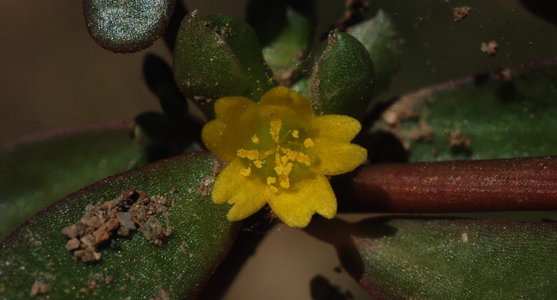 Portulaca oleracea pourpier