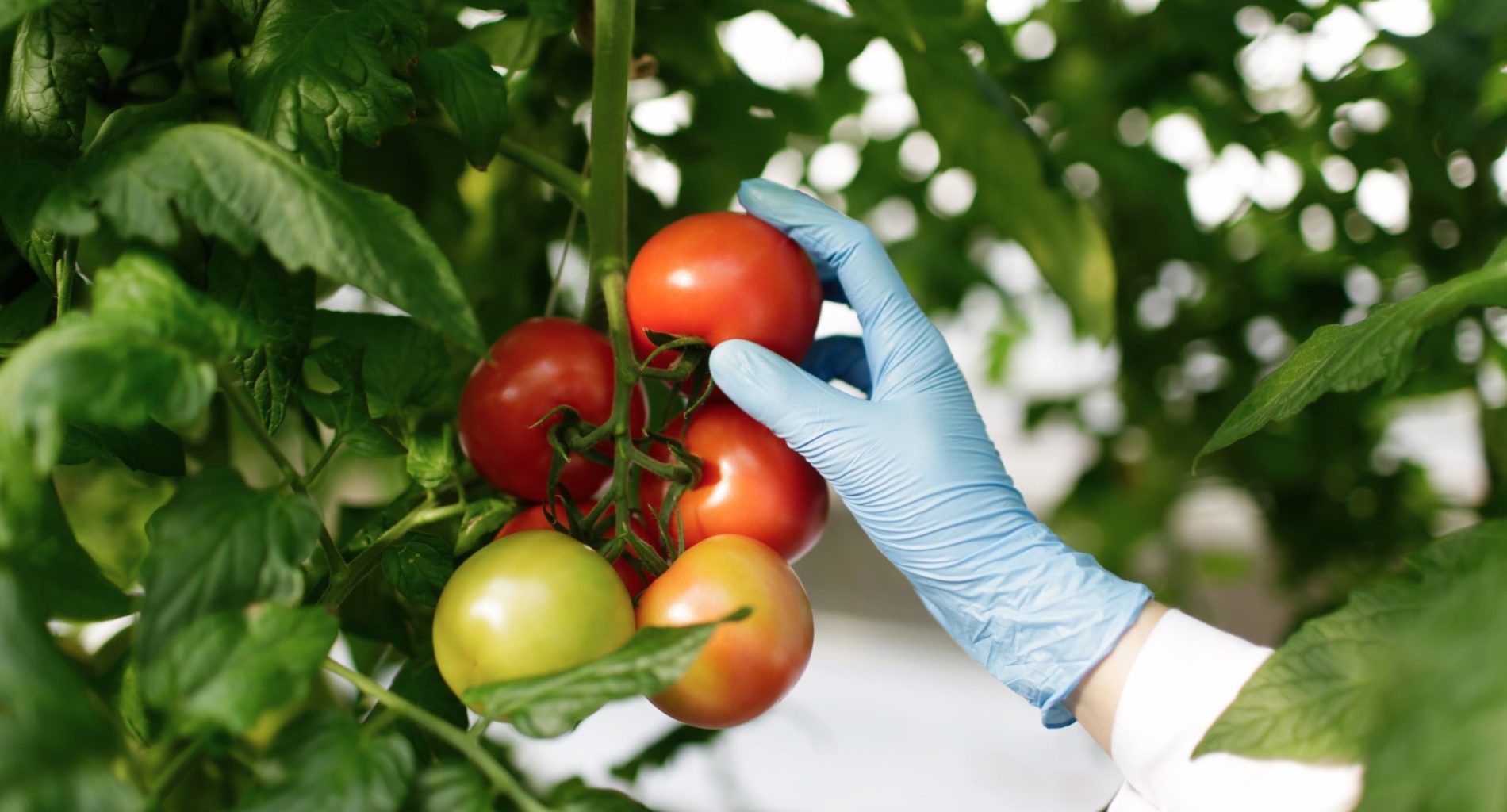 pesticides alimentation pesticides alimentation