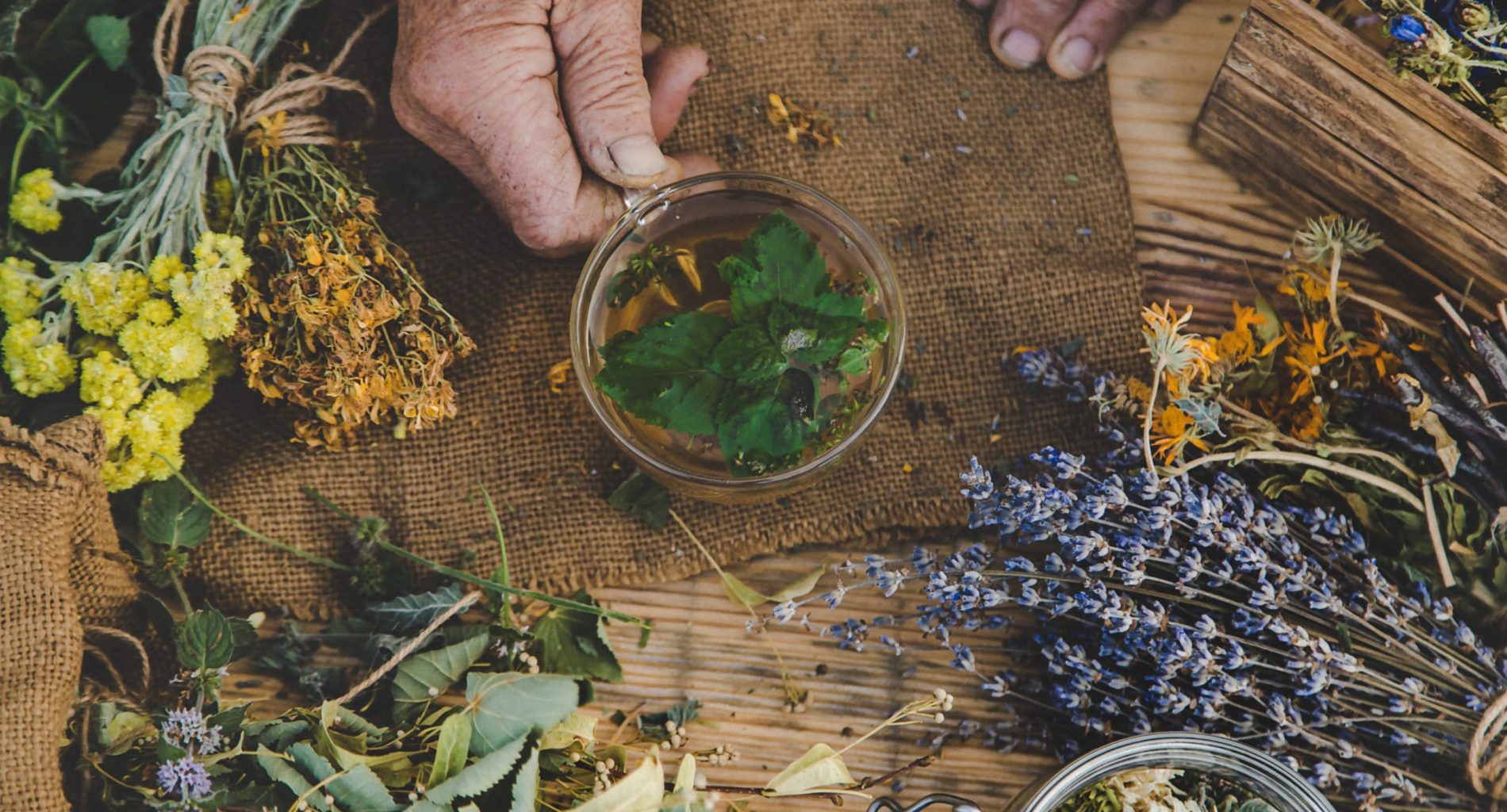 plante tisane
