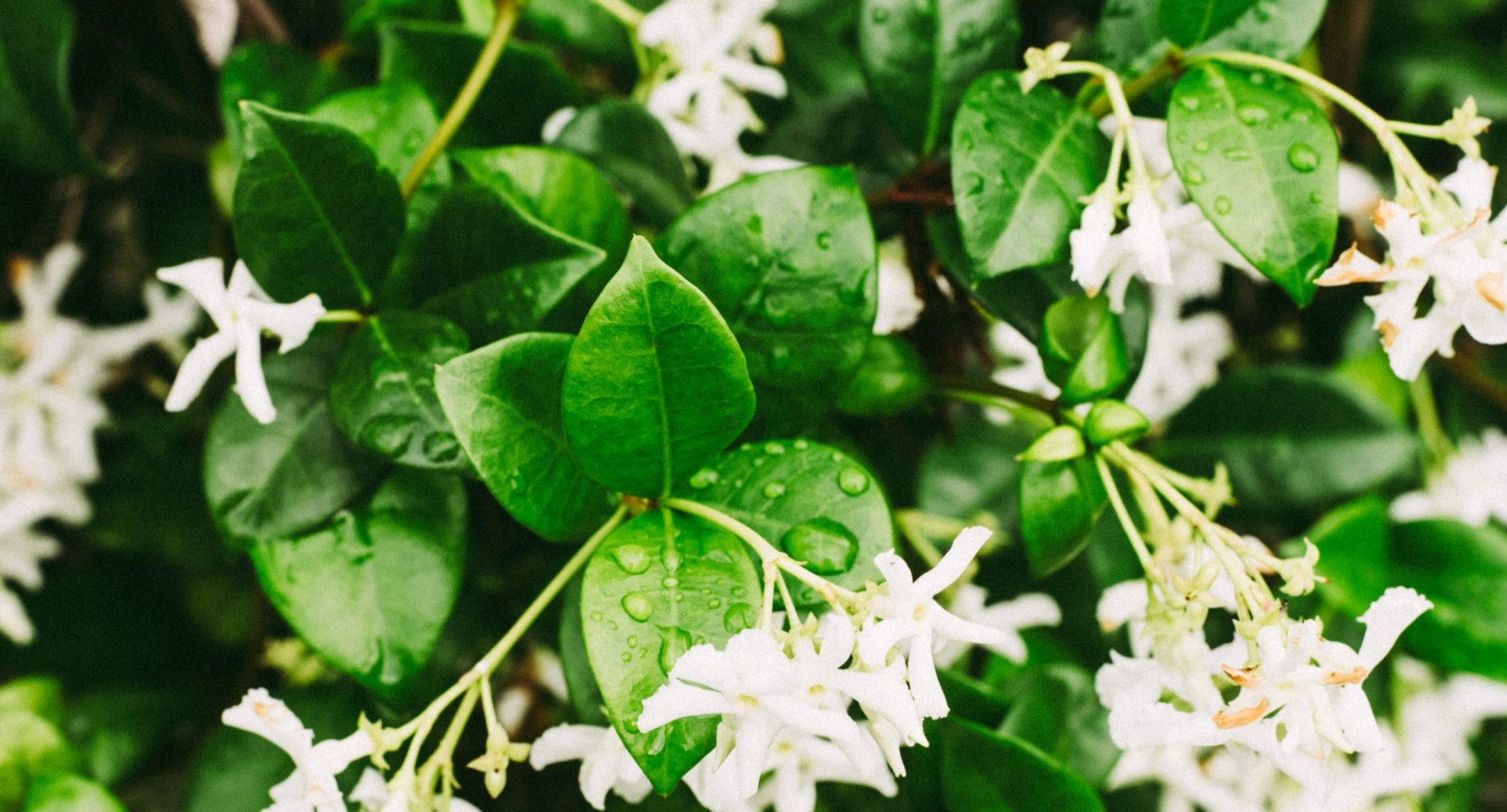 recette pétillant fleur de sureau